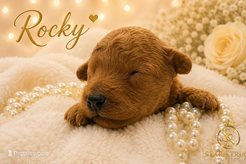 Rocky  – Cavapoo puppy for sale in Rincon, GA