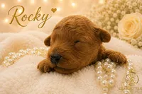 Rocky , a male Cavapoo for sale in Rincon, GA – 1 of 2