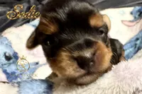 Sadie , a female Yorkshire Terrier for sale in Rincon, GA – 6 of 6