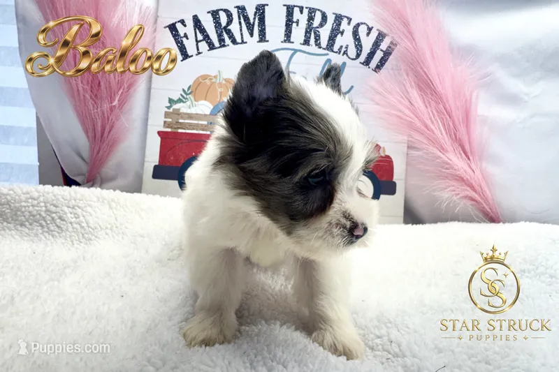 Baloo – Yorkshire Terrier puppy for sale in Rincon, GA