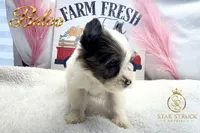Baloo, a male Yorkshire Terrier for sale in Rincon, GA – 1 of 3