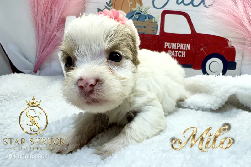 Milo  – Yorkshire Terrier puppy for sale in Rincon, GA