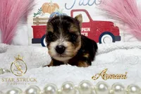 Armani , a male Yorkshire Terrier for sale in Rincon, GA – 2 of 4