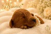 Minnie, a female Cavapoo for sale in Rincon, GA – 4 of 4