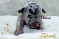 Zachariah , a male French Bulldog for sale in Rincon, GA – 2 of 6