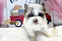 Benny , a male Yorkshire Terrier for sale in Rincon, GA – 5 of 7