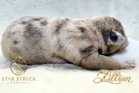 Lillian , a female French Bulldog for sale in Rincon, GA – 6 of 6