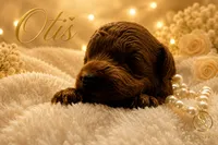 Otis , a male Cavapoo for sale in Rincon, GA – 3 of 3