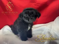 Shadow, a male Pekingese and Yorkshire Terrier for sale in Rincon, GA – 4 of 5