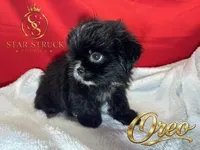 Oreo , a male Pekingese and Yorkshire Terrier for sale in Rincon, GA – 5 of 5