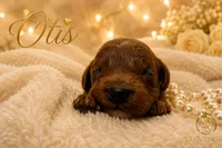 Otis , a male Cavapoo for sale in Rincon, GA – 2 of 3