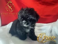 Oreo , a male Pekingese and Yorkshire Terrier for sale in Rincon, GA – 4 of 5