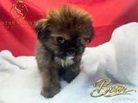 Bear, a male Pekingese and Yorkshire Terrier for sale in Rincon, GA – 1 of 9