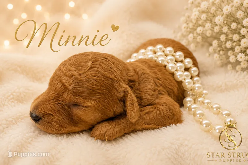 Minnie – Cavapoo puppy for sale in Rincon, GA