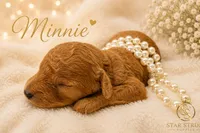 Minnie, a female Cavapoo for sale in Rincon, GA – 1 of 4