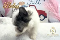 Baloo, a male Yorkshire Terrier for sale in Rincon, GA – 2 of 3