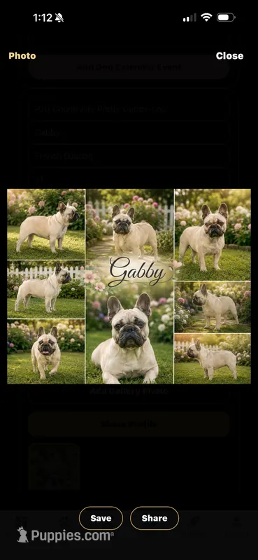 Gabby  – French Bulldog puppy for sale in Rincon, GA