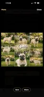 Gabby , a female French Bulldog for sale in Rincon, GA – 1 of 1