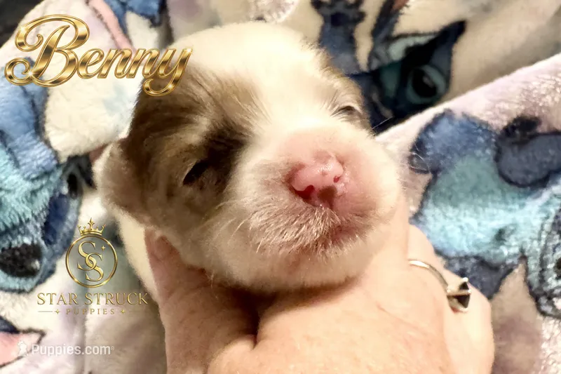 Benny  – Yorkshire Terrier puppy for sale in Rincon, GA
