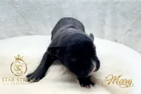Mary , a female French Bulldog for sale in Rincon, GA – 5 of 5
