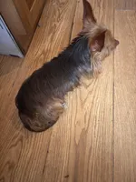 Charlie, a male Yorkshire Terrier for sale in Rincon, GA – 2 of 2