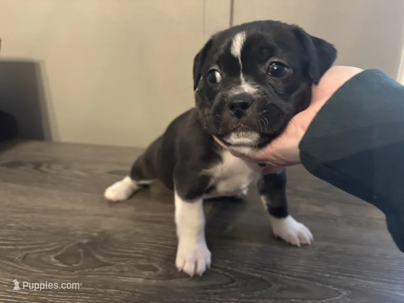 Justine Small Peke Mix