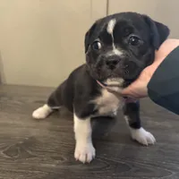 Justine Small Peke Mix, a female Pekingese for sale in Rincon, GA – Photo 1 of 8