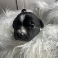 Justine Small Peke Mix, a female Pekingese for sale in Rincon, GA – Photo 5 of 8