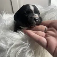 Justine Small Peke Mix, a female Pekingese for sale in Rincon, GA – Photo 4 of 8