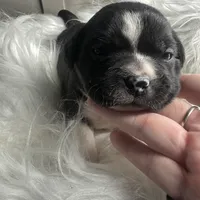 Justine Small Peke Mix, a female Pekingese for sale in Rincon, GA – Photo 6 of 8