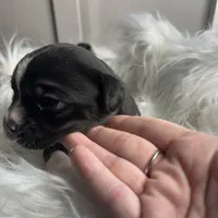 Justine Small Peke Mix, a female Pekingese for sale in Rincon, GA – Photo 2 of 8