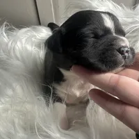 Justine Small Peke Mix, a female Pekingese for sale in Rincon, GA – Photo 3 of 8