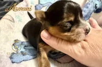 Armani , a male Yorkshire Terrier for sale in Rincon, GA – 5 of 6