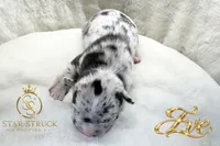 Eve , a female French Bulldog for sale in Rincon, GA – 3 of 6