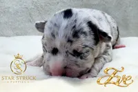 Eve , a female French Bulldog for sale in Rincon, GA – 5 of 6