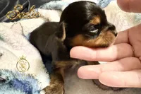 Sadie , a female Yorkshire Terrier for sale in Rincon, GA – 2 of 6