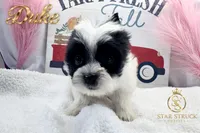 Duke , a male Yorkshire Terrier for sale in Rincon, GA – 3 of 6