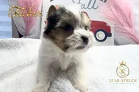 Tucker , a male Yorkshire Terrier for sale in Rincon, GA – 1 of 5