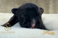 Mary , a female French Bulldog for sale in Rincon, GA – 3 of 5