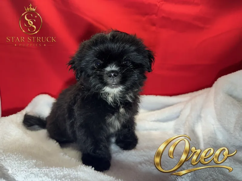 Oreo  – Pekingese, Yorkshire Terrier puppy for sale in Rincon, GA