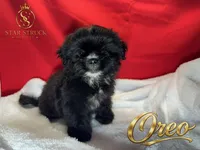 Oreo , a male Pekingese and Yorkshire Terrier for sale in Rincon, GA – 1 of 5