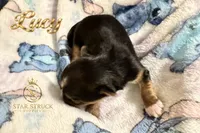 Lucy , a male Yorkshire Terrier for sale in Rincon, GA – 6 of 6
