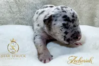 Zachariah , a male French Bulldog for sale in Rincon, GA – 3 of 6
