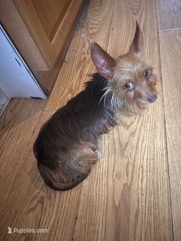 Charlie – Yorkshire Terrier puppy for sale in Rincon, GA