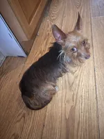 Charlie, a male Yorkshire Terrier for sale in Rincon, GA – 1 of 2