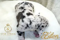 Eden , a female French Bulldog for sale in Rincon, GA – 5 of 6