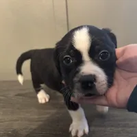 Beau Small Peke Mix, a male Pekingese for sale in Rincon, GA – Photo 9 of 9