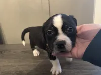 processed/f6932189-6830-41a2-9d90-f3de301c9205/listing/833e6c57-20a9-4836-bc96-1c1ce9a7c089/43f3b8e7-6481-4b53-a194-a163b85cf1c2