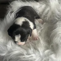 Beau Small Peke Mix, a male Pekingese for sale in Rincon, GA – Photo 5 of 9