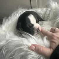 Beau Small Peke Mix, a male Pekingese for sale in Rincon, GA – Photo 6 of 9